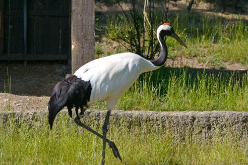Животные Красной книги Приморского края, фото и описание занесенных видов - описываем все нюансы