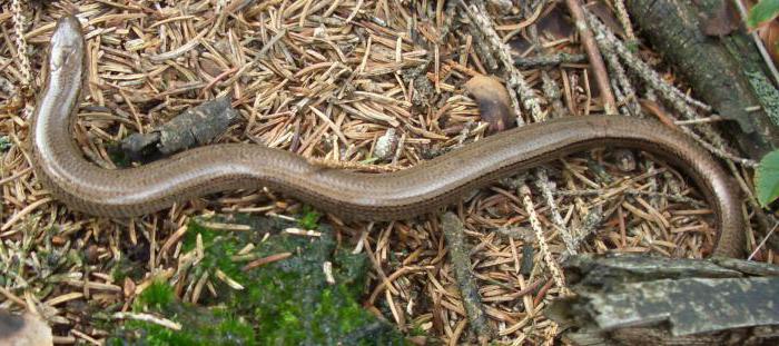 сумасшедшая ящерица-паук