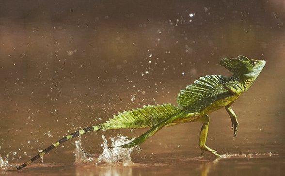 Ящерицы Василиска