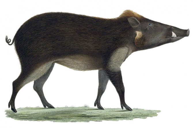 Дикий кабан - описание животного, где обитает, чем питается
