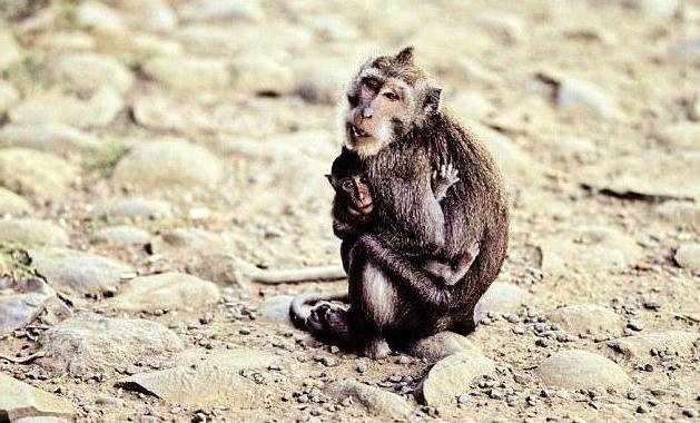 яванский макак фото