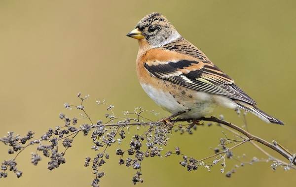 Юрок-птица-Описание-особенности-вид-образ жизни-и-среда обитания-Юрка-4