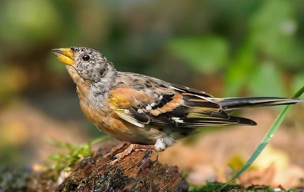 Юрок-описание-особенности-птицы-виды-образ жизни-и-среда обитания-Юрка-11