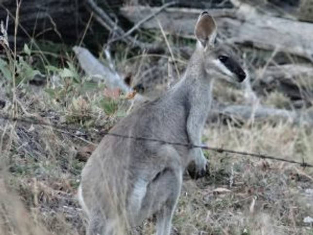За колючей проволокой