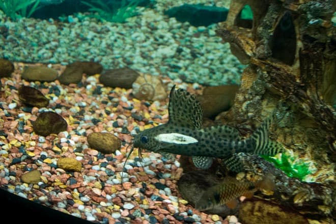 Сом кукушка: описание содержания, совместимости