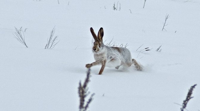 Закладка широкого круга зайцем