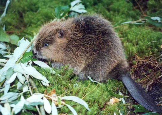 западно-Сибирский речной бобр