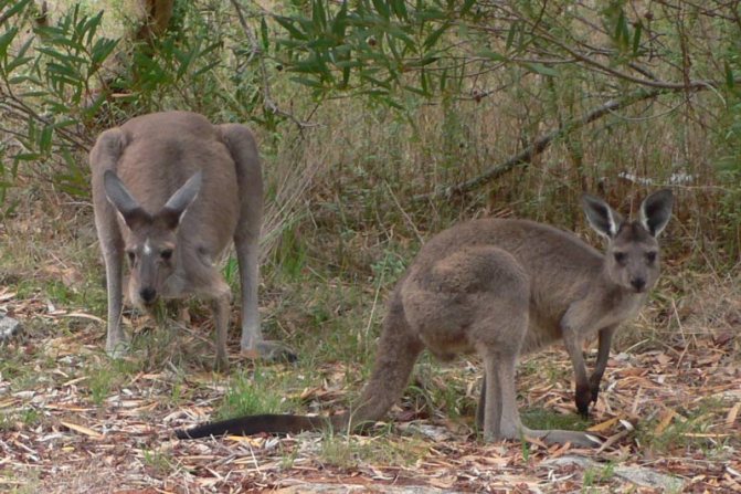 Западный серый кенгуру