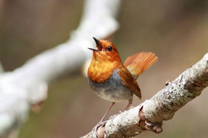 Зарянка: описание птицы