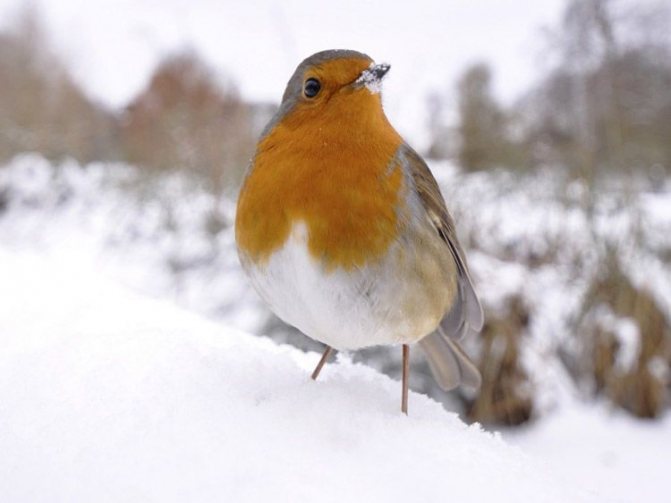 Зарянка: описание птицы