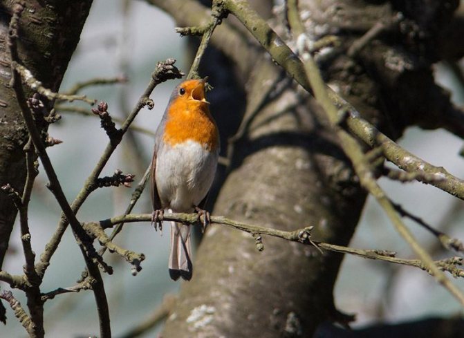 Зарянка: описание птицы