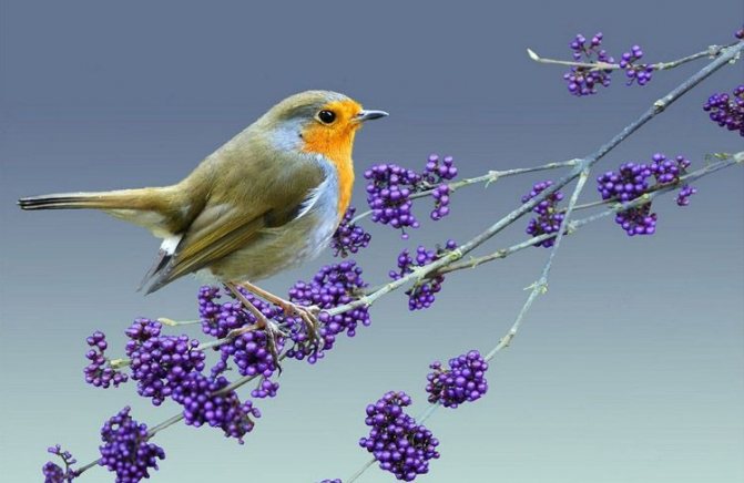 Зарянка: описание птицы