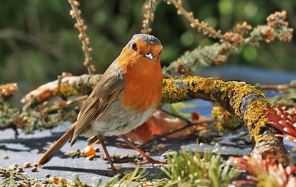Робин-птица-Описание-особенности-образ жизни-и-среда обитания-Робин-5