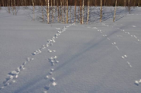 Заяц - мастер запутывать следы