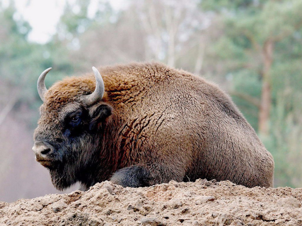 Бизон