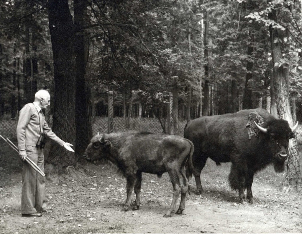 Бизон и человек