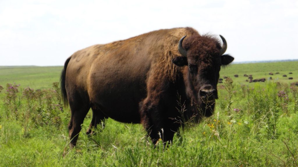 Зубр - самое крупное копытное