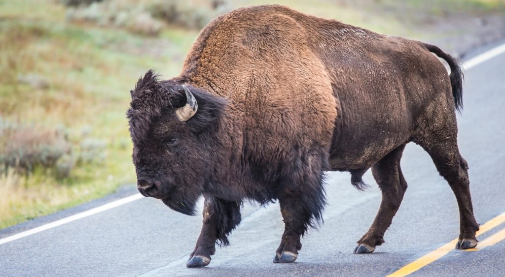 Зубры часто выходят на дороги