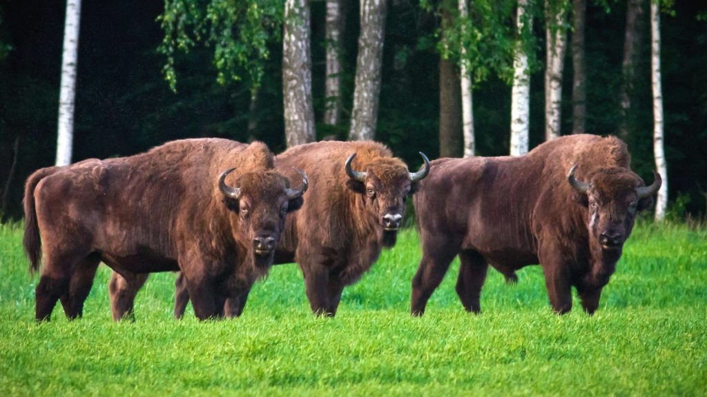 Бизоны живут стадами