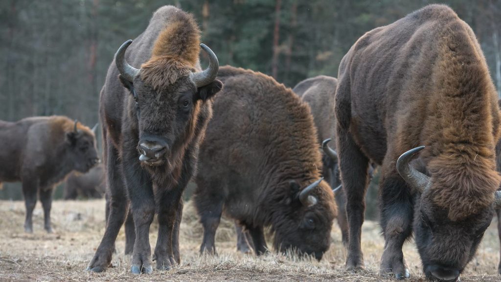 В стаде может быть до 20 зубров
