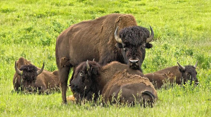Зубры могут отдыхать на равнинах