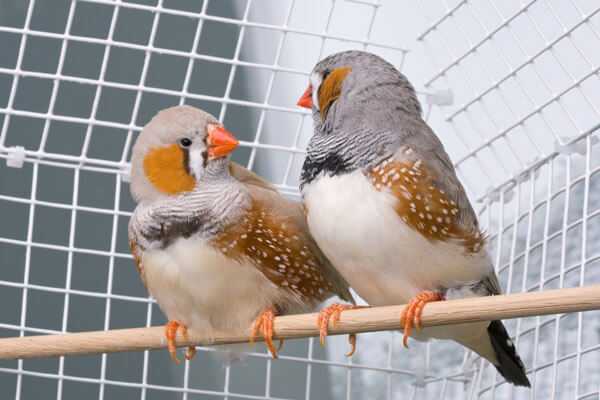 Зебровые зяблики: содержание, уход, разведение