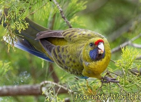 Зелёная розелла