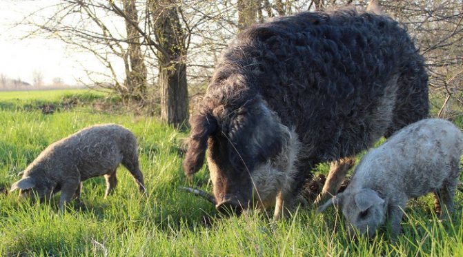 зеленая трава и кудрявая свинья