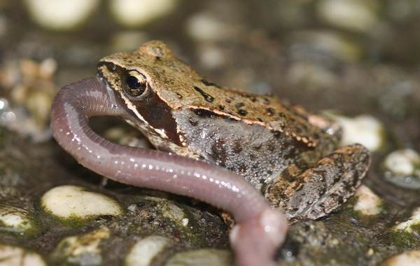 Земляная жаба —  описание, как выглядит и где обитает