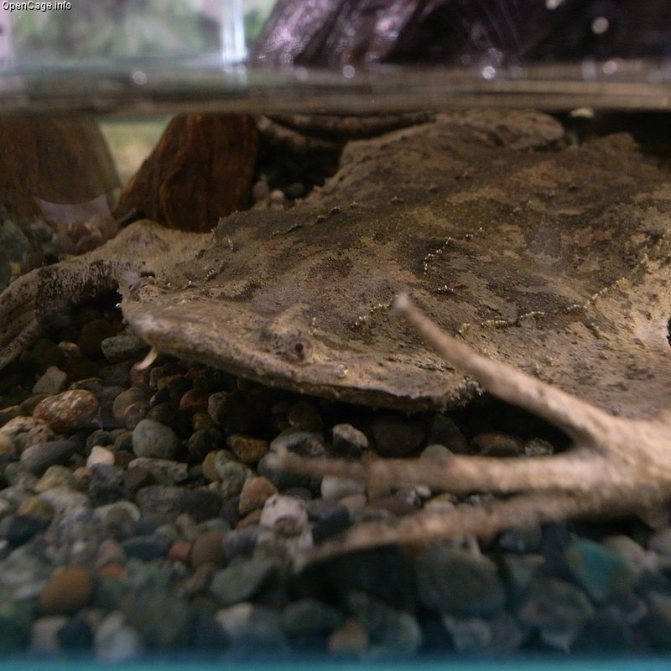 Жаба, которая вынашивает детей на спине