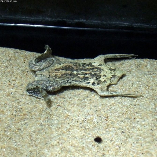 Жаба, которая вынашивает детей на спине