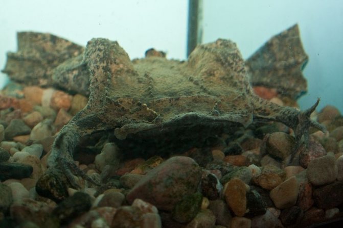 Жаба, которая вынашивает детей на спине