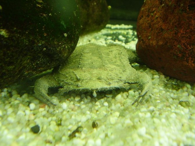 Жаба, которая вынашивает детей на спине