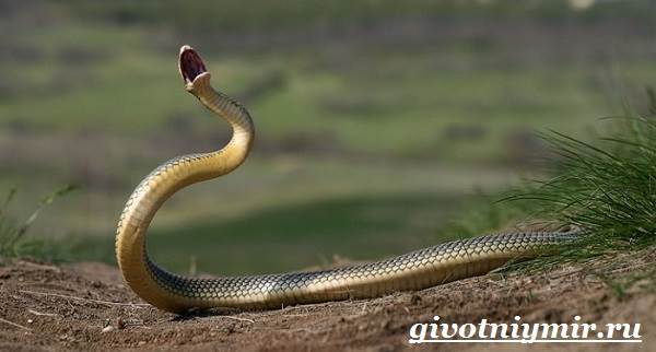 Желтобрюхая змея-образ жизни и среда обитания-6