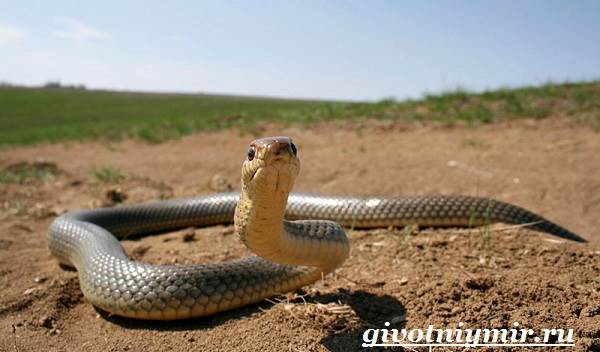 Желтобрюхая змея-образ жизни и среда обитания-7