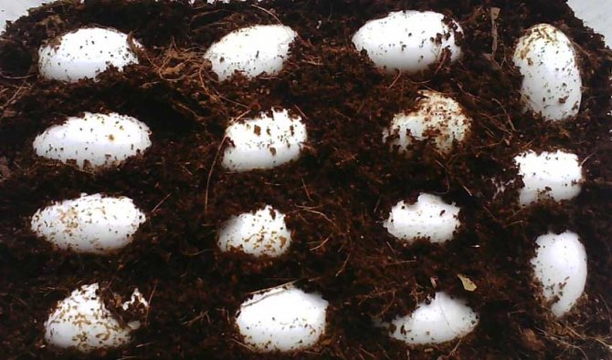 желтый колокольчик