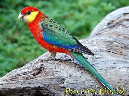 Желтощёкая розелла