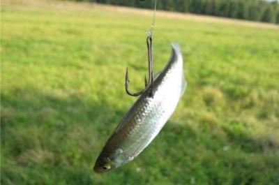 Живец на тройнике