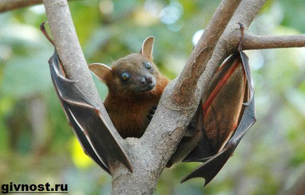 Животные-Китая-Описание-названия-и-виды-животных-Китая-4