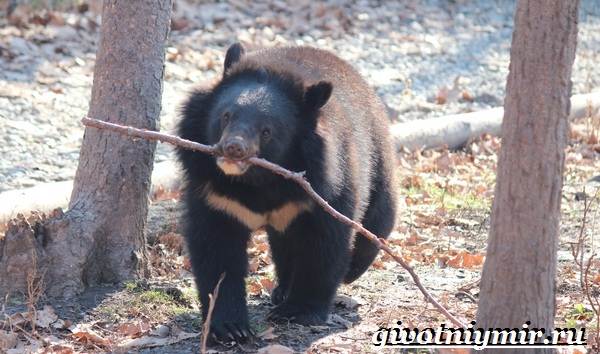 Животные-Китая-Описания-названия-и-особенности-животных-Китая-4