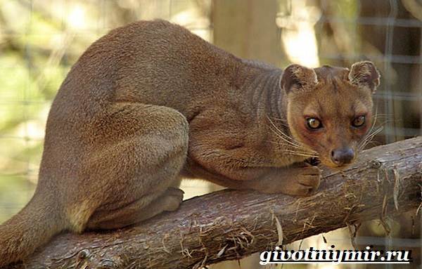 Животные-Мадагаскара-Описание-и-особенности-животных-Мадагаскара-10