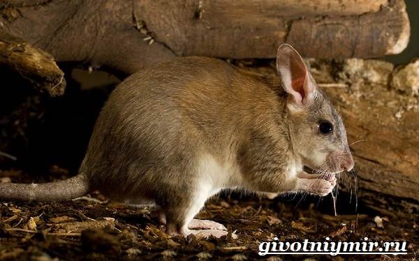 Животные-Мадагаскара-Описание-и-особенности-животных-Мадагаскара-11