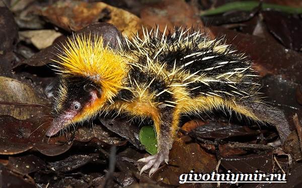 Животные-Мадагаскара-Описание-и-особенности-животных-Мадагаскара-12