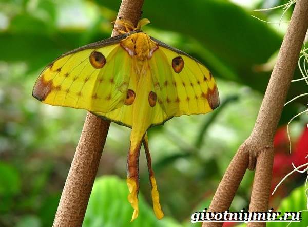 Животные-Мадагаскара-Описание-и-особенности-животных-Мадагаскара-13