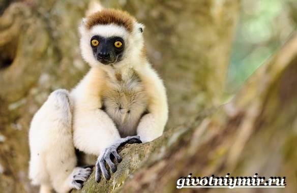 Животные-Мадагаскара-Описание-и-особенности-животных-Мадагаскара-3
