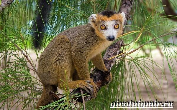 Животные-Мадагаскара-Описание-и-особенности-животных-Мадагаскара-4