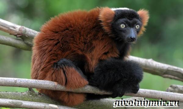 Животные-Мадагаскара-Описание-и-особенности-животных-Мадагаскара-5