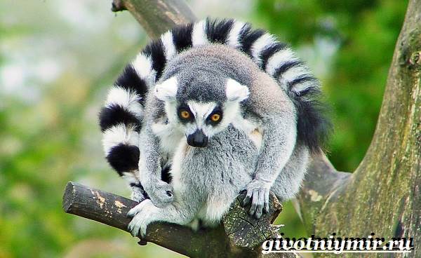 Животные-Мадагаскара-Описание-и-особенности-животных-Мадагаскара-6