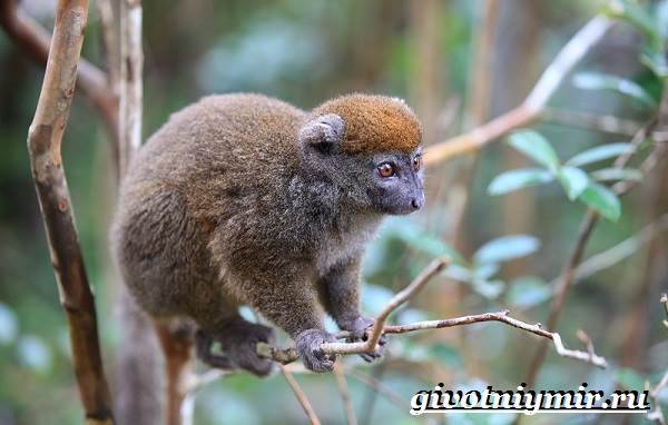 Животные-Мадагаскара-Описание-и-особенности-животных-Мадагаскара-7