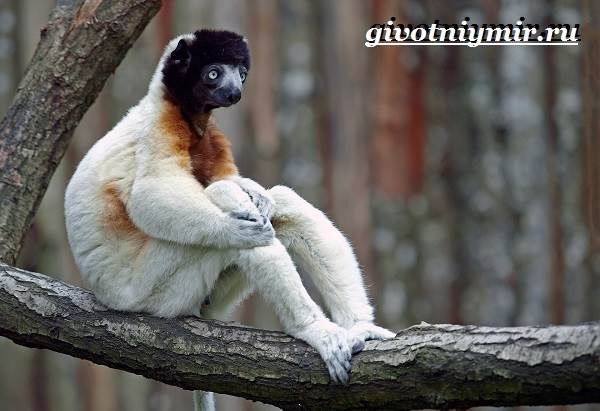 Животные-Мадагаскара-Описание-и-особенности-животных-Мадагаскара-8